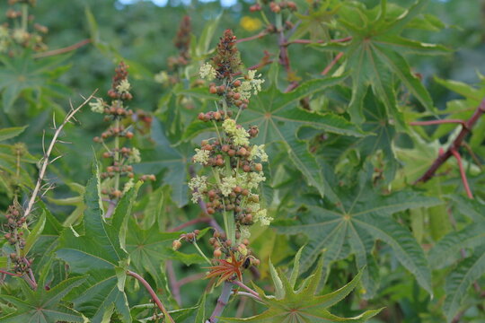 Acer platanoides, castor oil plant, medicinal plant