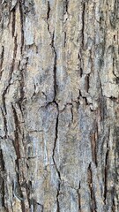 Fototapeta premium Old tree bark shows deep, rough cracks and weathered texture. Grayish tones contrast with darker fissures. Natural imperfection gives aged, rugged character