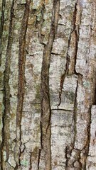 Fototapeta premium Weathered bark shows deep vertical cracks. Textured surface reveals age and natural wear. Earth tones dominate this rustic close-up. Ideal for nature, forestry, or organic design projects