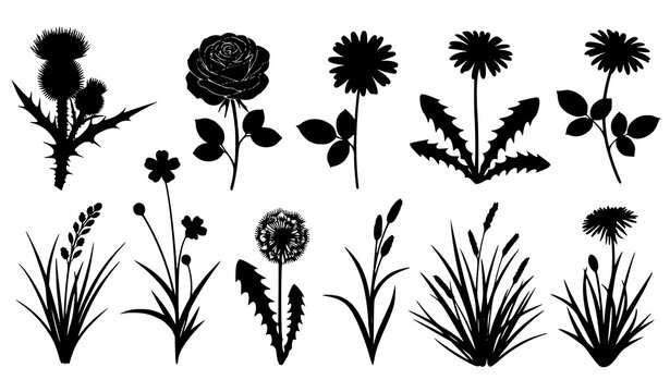 Black silhouette flowers and plants vector thistle rose daisy dandelion grass