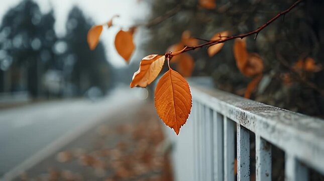 Close-up of autumn leaves on a branch. One leaf is in sharp focus, others blurred. Background features a road, railing, and foliage