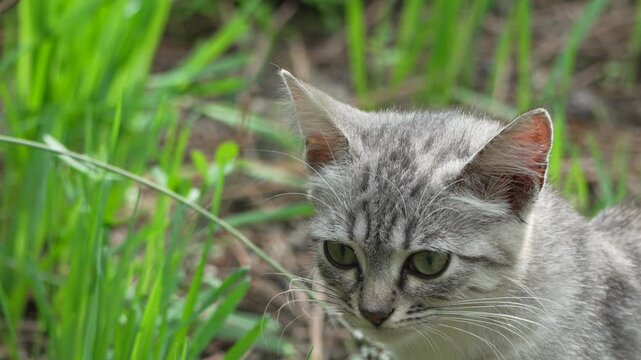 Cat Grass Green Close-up: A gray tabby kitten explores a patch of green grass, its head tilted curiously.