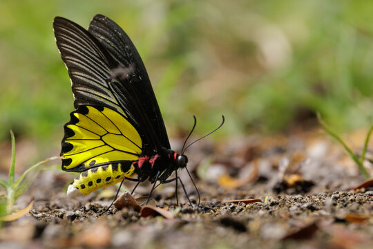 Golden birdwing butterfly resting on ground in Thailand