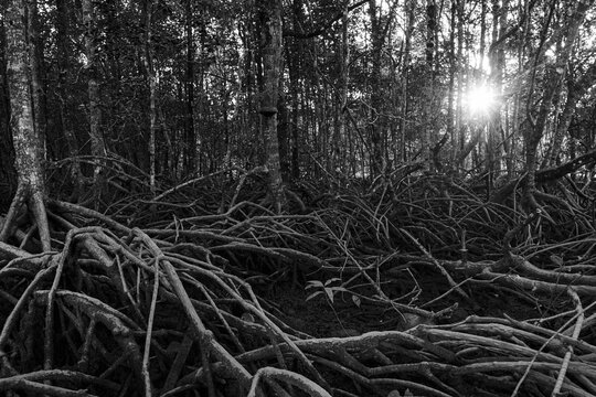 Mangrove forest roots with sun flare in malaysia
