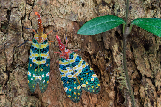 Two vibrant lanternflies perched on textured tree bark