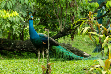 Obraz premium Peacock standing on grass with long tail in natural environment