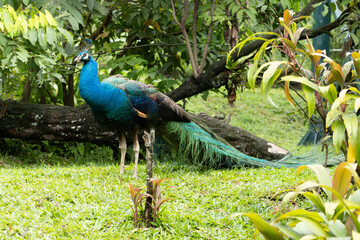 Naklejka premium Peacock standing on grass with long tail in natural environment