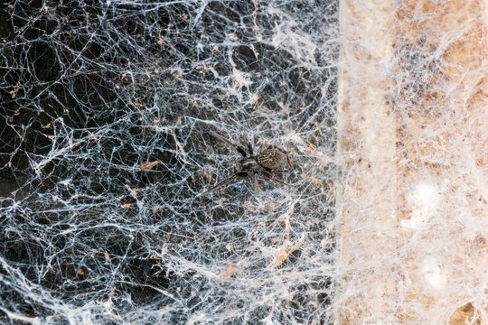 A New Zealand orb‑weaver spider rests on a dense, intricate web built across a shaded structural surface