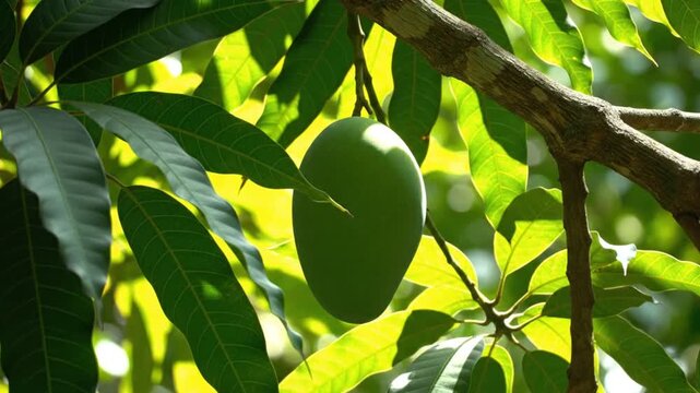 Unripe mango fruit on a tree branch, surrounded by green leaves and bathed in bright sunlight, during a sunny day