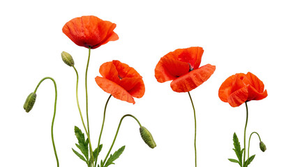 Obraz premium Vibrant red poppy flowers in full bloom with fresh green buds, adorned with delicate water droplets.