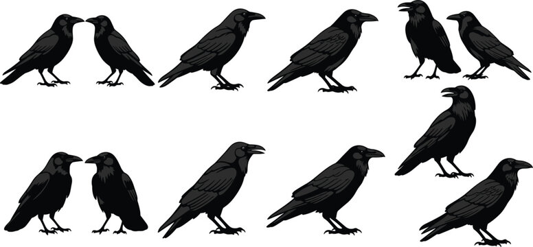 Crow Silhouette Icon Set Featuring Various Raven Poses and Bird Illustrations for Wildlife, Nature, and Gothic Design Projects