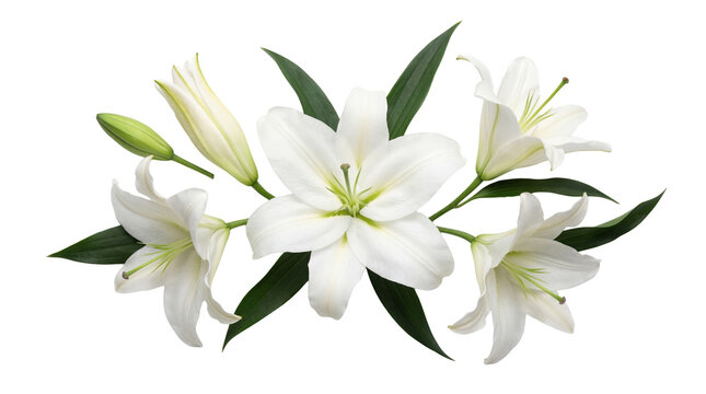 Beautiful white lily flowers and green leaves arranged elegantly, isolated on a transparent background.