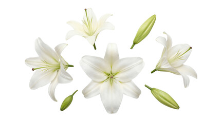 Obraz premium Elegant white lily flowers and fresh green buds artfully scattered, isolated on a transparent background.