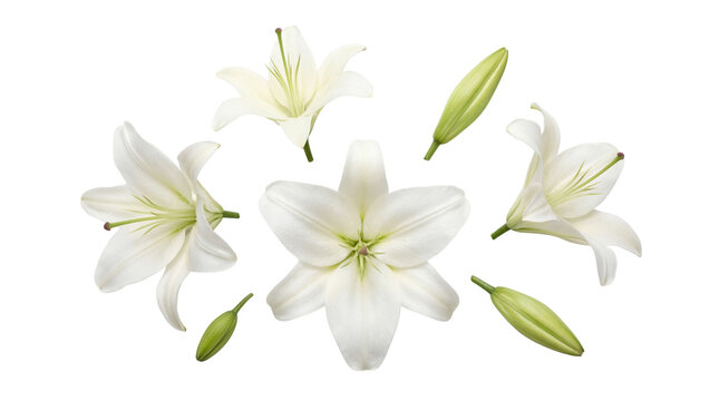 Elegant white lily flowers and fresh green buds artfully scattered, isolated on a transparent background.