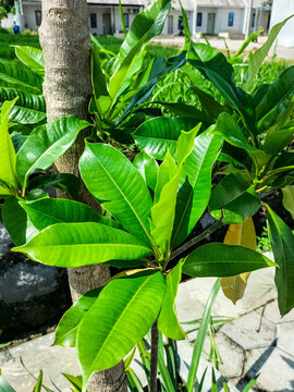 Cerbera manghas or sea mango tree with vibrant green leaves. Selective focus. 
