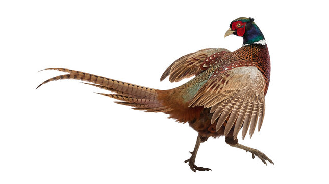 Vibrant male ring-necked pheasant displays iridescent plumage, walking gracefully. Isolated on transparent background.