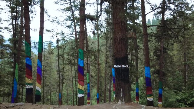 The Oma Painted Forest in the Basque Country is a very unique destination that is randomly positioned in the hill country of Northern Spain. Also known as Bosque de Oma and was painted in the 80s.