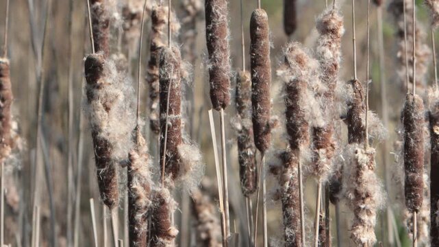 Closeup of Great Reedmace or Bulrush, Typha latifolia, seedheads in early Spring. UK