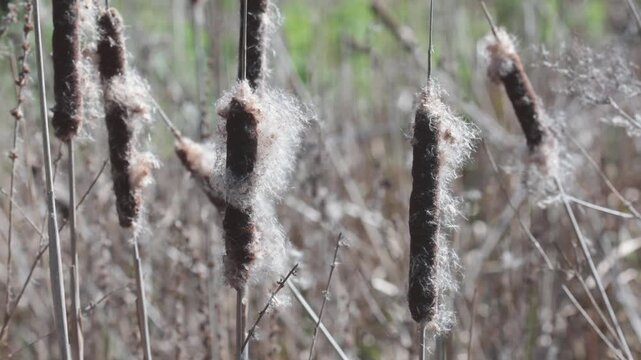 Great Reedmace or Bulrush, Typha latifolia, seed heads in early Spring. UK
