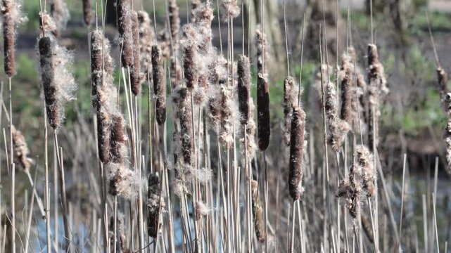 Seedheads of Great Reedmace or Bulrush, Typha latifolia. in early Spring