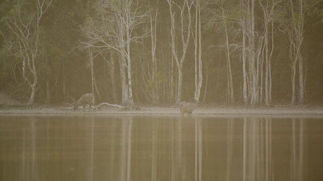 Wild Sambar deer or Rusa unicolor with velvet antler walking then drinking water from natural pond in the jungle.