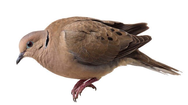 Mourning dove, Zenaida macroura, standing elegantly in profile view, showcasing its subtle beauty.