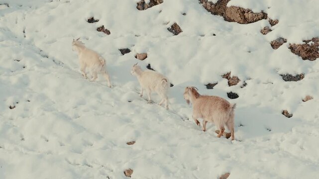 Goats Capra aegagrus hircus walk in line across narrow snowy path on Andean slope in Paso Pehuenche Las Loicas Mendoza Argentina with rugged terrain and winter light, follow tracking shot