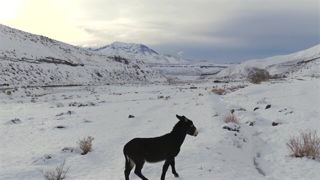 Donkey Equus africanus asinus stands in snow covered valley near R&iacute;o Chico in Las Loicas Paso Pehuenche Mendoza Argentina within Andes scape with sparse vegetation and winter light, aerial dolly in