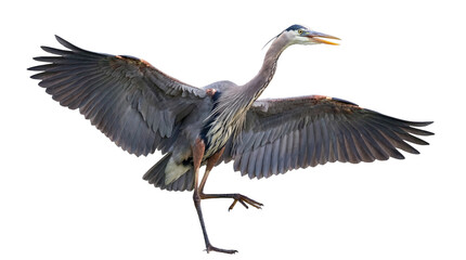 Dynamic great blue heron in a striking pose with wings wide open, isolated on a clean transparent background. © Nadine
