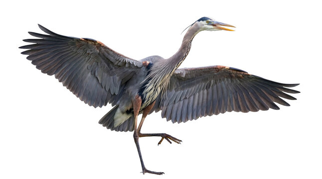 Dynamic great blue heron in a striking pose with wings wide open, isolated on a clean transparent background.