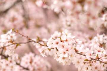 Obraz premium Pink blossoms layered across branches outdoors, floral detail, natural beauty, peaceful scene, springtime festivity.