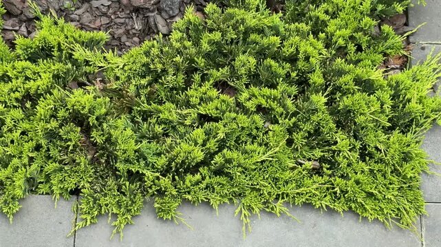 A lush, low-growing golden juniper shrub spills over a stone walkway. The dense, feathery evergreen foliage features vibrant lime-green and gold tones, perfect for a modern landscape design.
