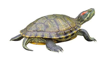 Obraz premium Detailed photograph of a vibrant red-eared slider turtle, isolated on a transparent background.