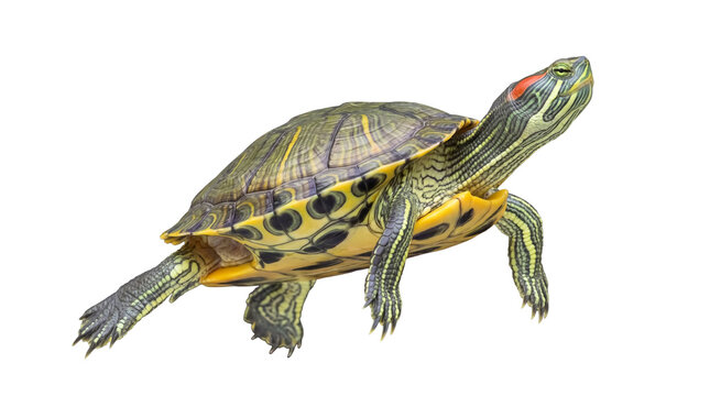 Red-eared slider turtle photograph with visible plastron, isolated on transparent background.