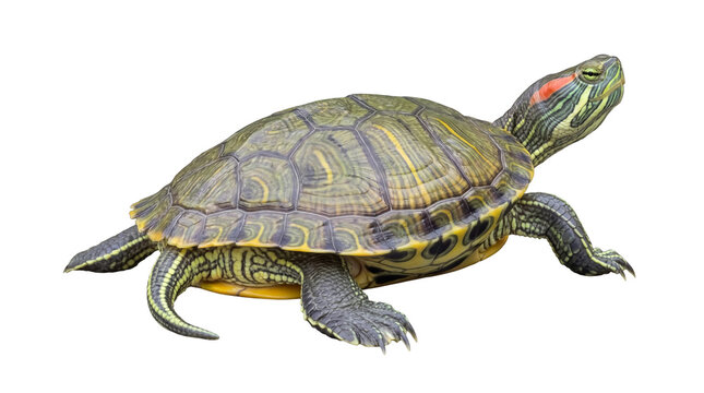 Detailed photograph of a vibrant red-eared slider turtle, isolated on a transparent background.