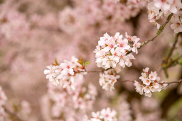 Fototapeta premium Soft pink blossoms on branches in outdoor scene, floral texture, gentle nature, fresh spring growth, springtime festivity.