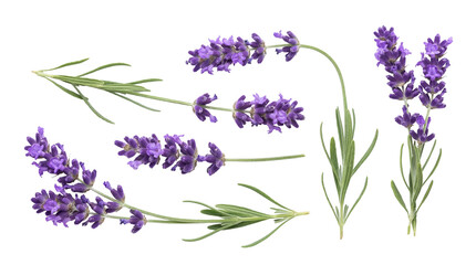 Fresh lavender blossoms and green sprigs, beautifully arranged and isolated on a transparent background. © Sharon