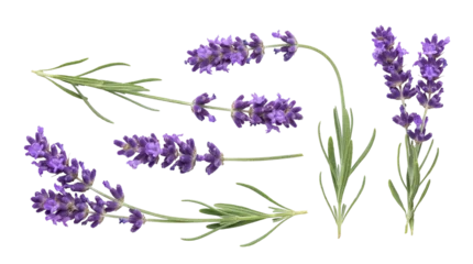 Fotobehang Lavendel Fresh lavender blossoms and green sprigs, beautifully arranged and isolated on a transparent background.  © Sharon