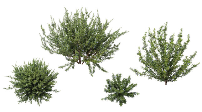 Realistic 3D render of blooming rosemary bushes with subtle purple flowers, isolated on a transparent background.