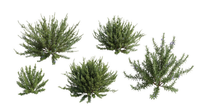 Overhead photograph of various rosemary bush plants with small purple flowers, isolated on a transparent background.