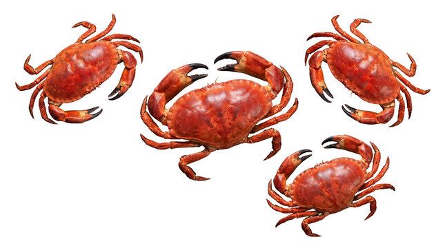 Cooked red crabs beautifully arranged in a circular pattern, highlighting their rich color and intricate details.