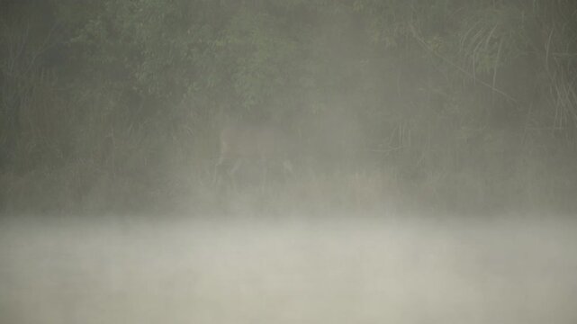 Wild male Sambar deer standing on green meadow in woods and fighting with antlers during foggy morning.
