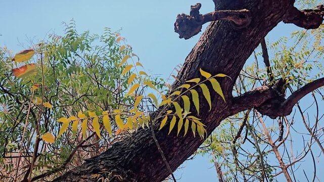 Vibrant green and yellow neem leaves with serrated edges reach toward a clear blue sky. Thin branches support the lush foliage, while sunlight filters through the canopy, creating a peaceful, natural 