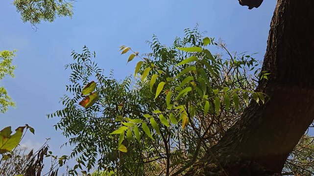 The neem tree (Azadirachta indica) is a hardy, Indian evergreen. It features serrated leaves and small white flowers, thriving in arid soil and harsh, tropical climates with ease.
