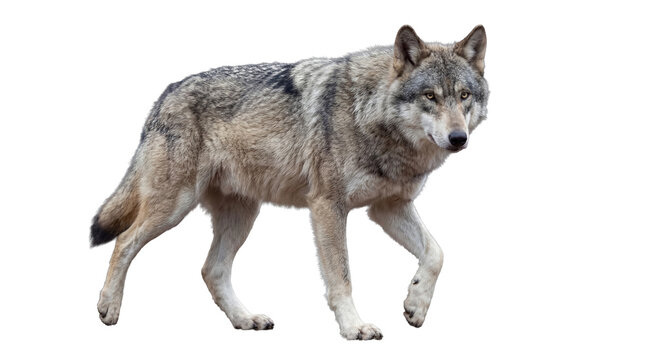 Majestic white wolf in profile, captured mid-stride, isolated on a clean transparent background.