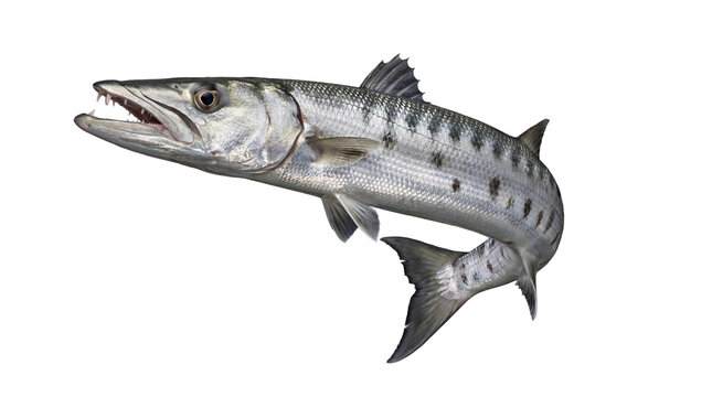 Photograph of a great barracuda, a sleek and formidable marine predator, isolated on a transparent background.
