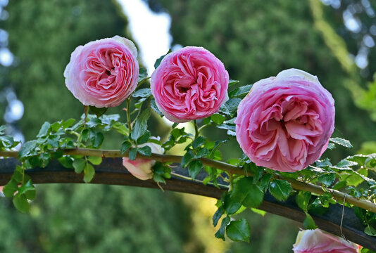 Granada, giardini, roseti e fiori del complesso del Generalife dell'Alhambra, Andalusia, Spagna