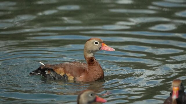 Ducks playing in a creek and bathing on a sunny day in Audubon Park New Orleans.