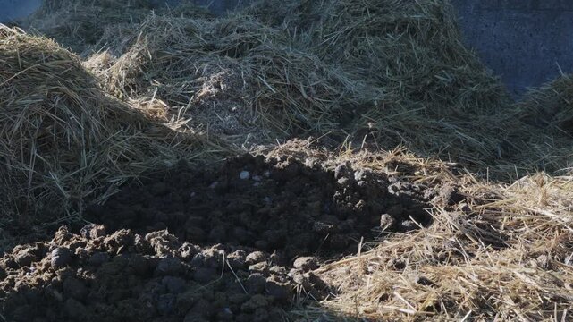Organic manure mixed with straw for agricultural fertilization and composting on a farm