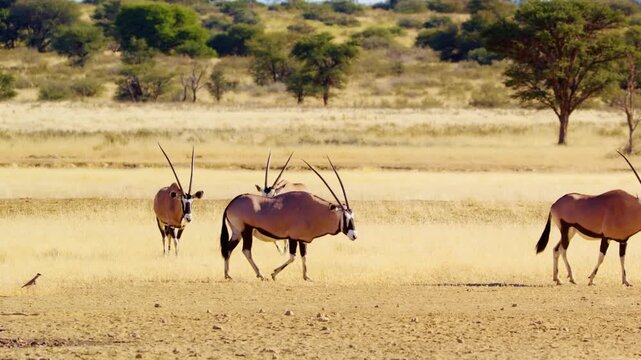 A herd of Gemsbok (Oryx gazella) grazing in grassland of Savanah of Botswana